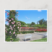 Scenery of Rose Garden ポストカード Briefkaart (Voorkant)