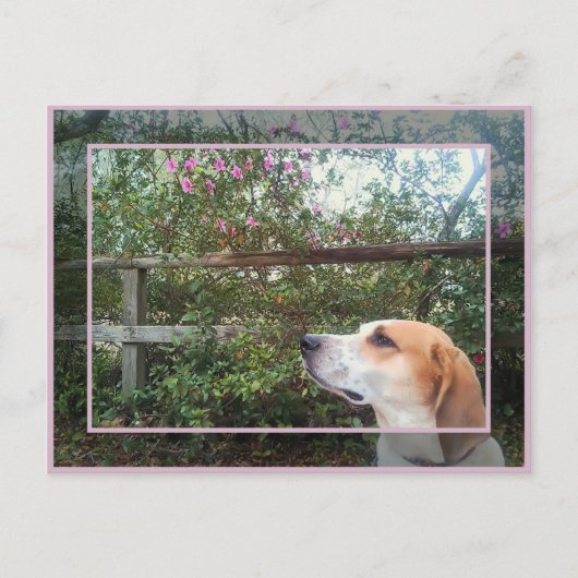 Scent van de lente briefkaart (Voorkant)