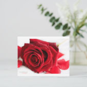 Scent van een Roos Briefkaart (Staand voorkant)