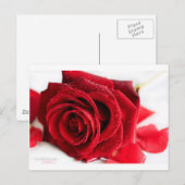 Scent van een Roos Briefkaart (Voorkant / Achterkant)