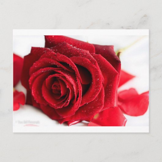 Scent van een Roos Briefkaart (Voorkant)