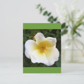 Scented Cream-Roos Briefkaart (Staand voorkant)