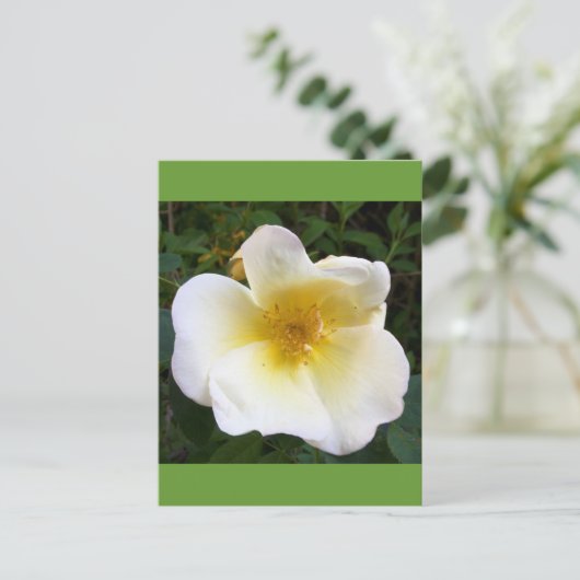 Scented Cream-Roos Briefkaart (Staand voorkant)