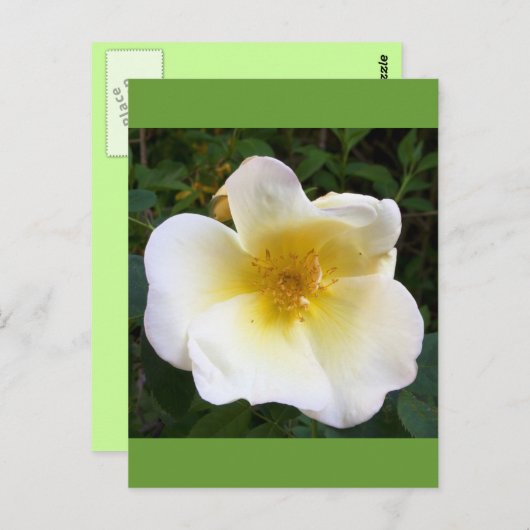 Scented Cream-Roos Briefkaart (Voorkant / Achterkant)