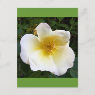 Scented Cream-Roos Briefkaart