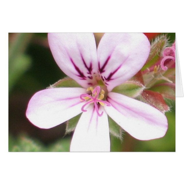 Scented Geranium Card (Voorkant Horizontaal)