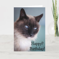 Sceptische of chagrijnige kat: gelukkig? Birthday!