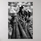 Schaaffoto van skies - fijne kunst poster (Voorkant)