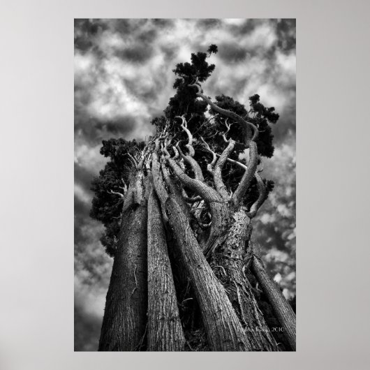 Schaaffoto van skies - fijne kunst poster (Voorkant)