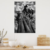 Schaaffoto van skies - fijne kunst poster (Keuken)