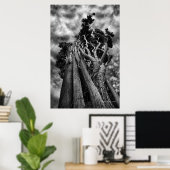 Schaaffoto van skies - fijne kunst poster (Thuiskantoor)