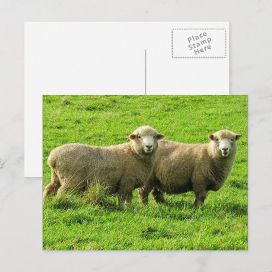 schaafuiterlijk briefkaart (Voorkant / Achterkant)