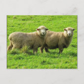 schaafuiterlijk briefkaart (Voorkant)