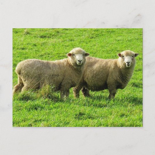 schaafuiterlijk briefkaart (Voorkant)