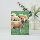 schaafuiterlijk briefkaart (Staand voorkant)