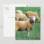 schaafuiterlijk briefkaart (Voorkant / Achterkant)