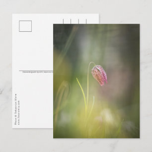 Schaakbloem Natuur Foto Briefkaart