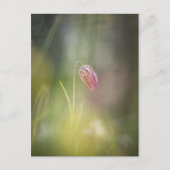 Schaakbloem Natuur Foto Briefkaart (Voorkant)