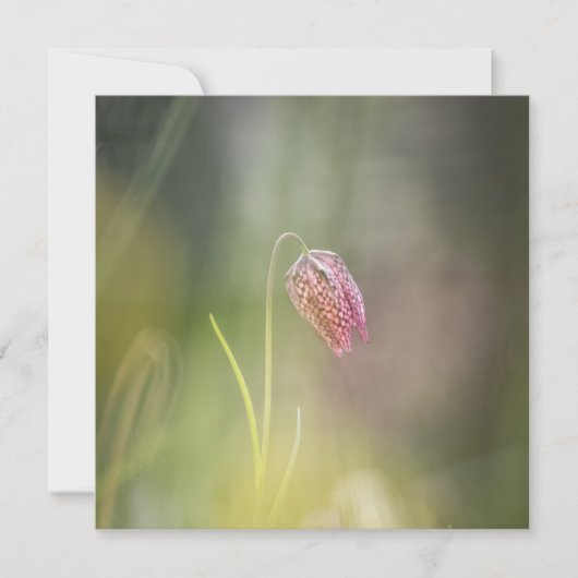 Schaakbloem Natuur Fotokaart (Voorkant)