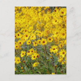 Schaakvol veld van gele bloemen briefkaart