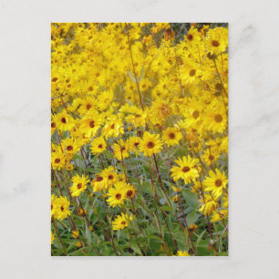 Schaakvol veld van gele bloemen briefkaart