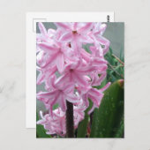 Schaakvolle roze hyacinth-ventilator na voorjaarsr briefkaart (Voorkant / Achterkant)
