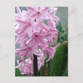 Schaakvolle roze hyacinth-ventilator na voorjaarsr briefkaart