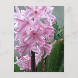 Schaakvolle roze hyacinth-ventilator na voorjaarsr briefkaart