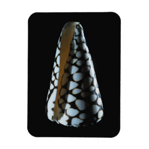Schaal 2 magneet