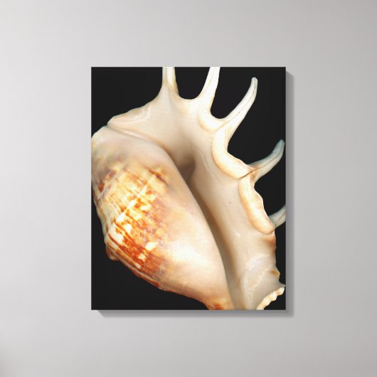 Schaal - Conchologie - Conch Canvas Afdruk (Voorkant)