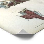 Schaal en spieren van de nekanatomie Afdrukken Poster (Hoek)