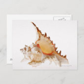 Schaal van Ramose Murex (Chicoreus ramosus) tegen Briefkaart (Voorkant / Achterkant)