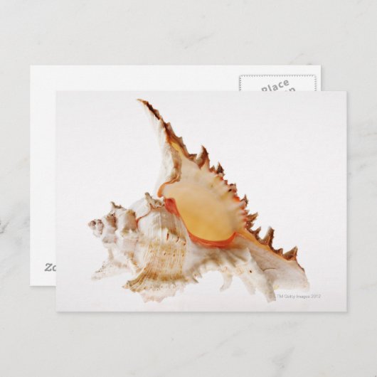 Schaal van Ramose Murex (Chicoreus ramosus) tegen Briefkaart (Voorkant / Achterkant)