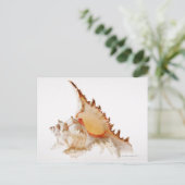 Schaal van Ramose Murex (Chicoreus ramosus) tegen Briefkaart (Staand voorkant)