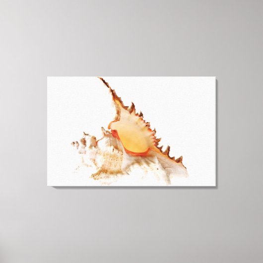 Schaal van Ramose Murex (Chicoreus ramosus) tegen Canvas Afdruk (Voorkant)
