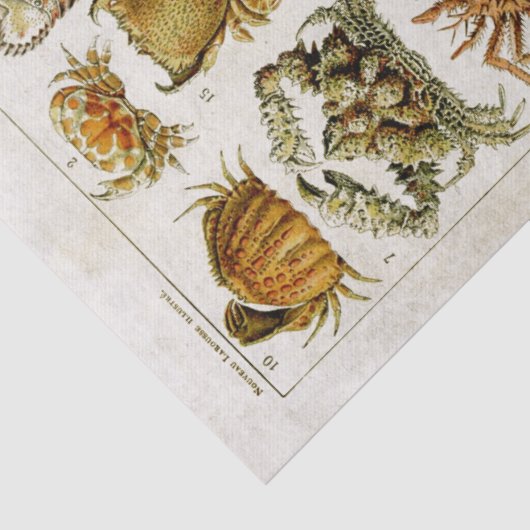  Schaaldieren Scheepvaart Tissuepapier (Detail)