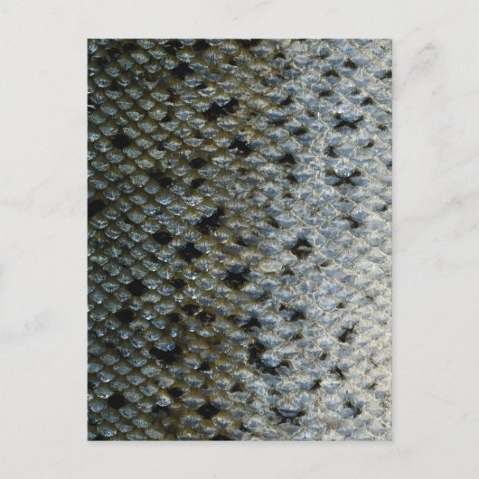 Schaalvis 2 briefkaart (Voorkant)