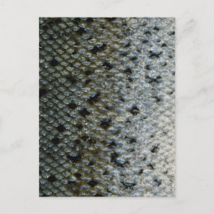 Schaalvis 2 briefkaart