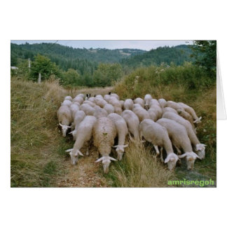 schaap