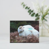 Schaap Betrapt Briefkaart (Staand voorkant)