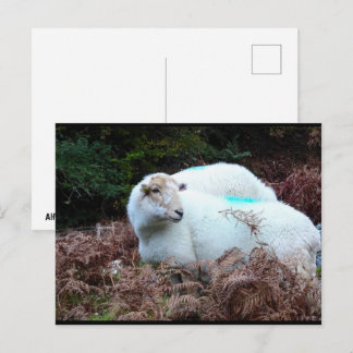 Schaap Betrapt Briefkaart