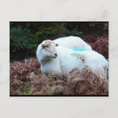 Schaap Betrapt Briefkaart (Voorkant)