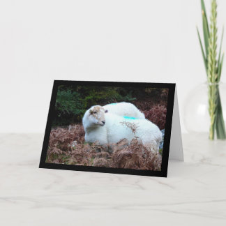 Schaap Betrapt Kaart