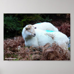 Schaap Betrapt Poster