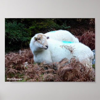 Schaap Betrapt Poster
