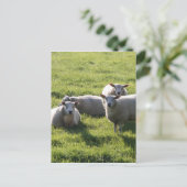 Schaap Briefkaart (Staand voorkant)