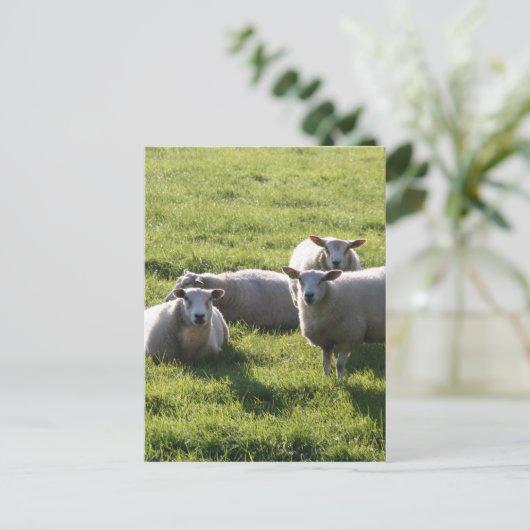 Schaap Briefkaart (Staand voorkant)