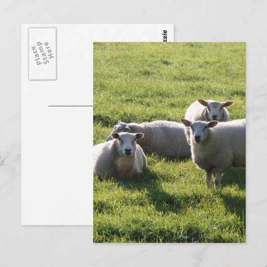 Schaap Briefkaart (Voorkant / Achterkant)