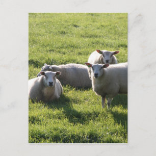 Schaap Briefkaart