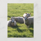 Schaap Briefkaart (Voorkant)